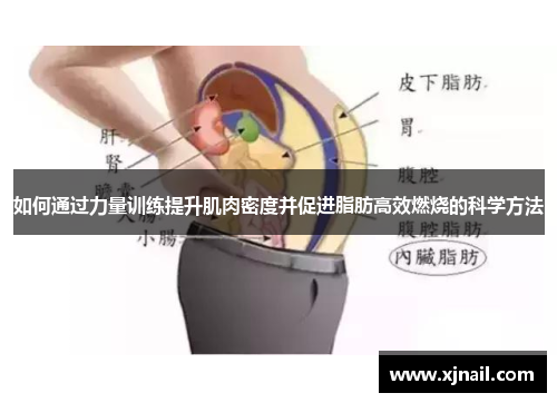 如何通过力量训练提升肌肉密度并促进脂肪高效燃烧的科学方法